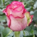 Rose floribunda sorte vrtuljak (vrtuljak)